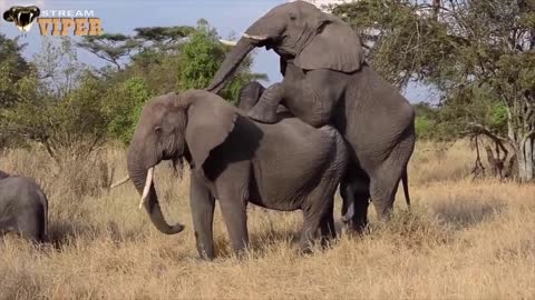 Elephant Mating | Zebra Mating | Horse Mating | Animals Breeding Compilation