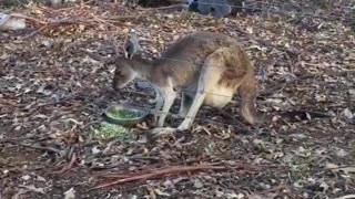 Two Rescued Animals Have a Moment