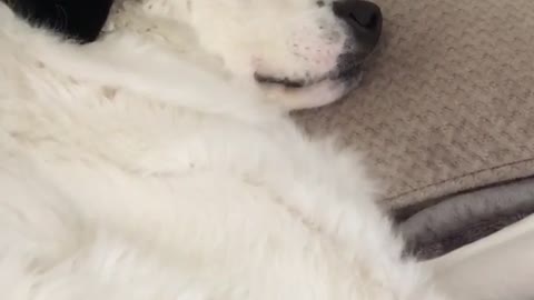 My Snoring Beast