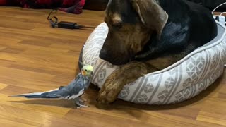 Cockatiel Kisses Patient Pup