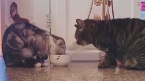 Cats are sharing milk!amazing