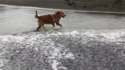 Dog Attempts To Escape Ocean Wave But Falls Into Waterhole