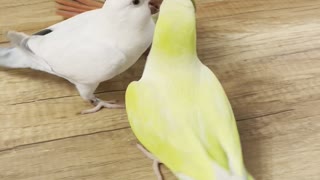 White Birdie Breaks up Bird Bout