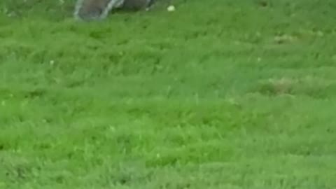 Ever see squirrels playing? So cute