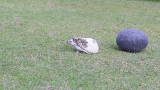 Hedgehog having fun rolling her bed