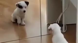 Puppy seeing himself in the mirror for the first time..