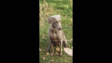 Amazing dog thanking friend🐶