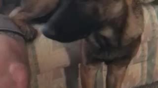 Baby Belgian Malinois