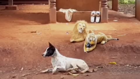 fake.lion.vs.real dog prank