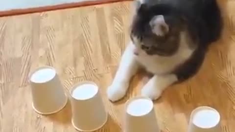 Cats are smarter than any of us