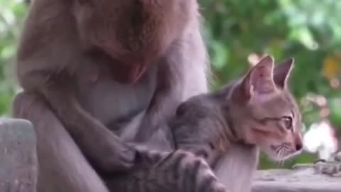 Baby Cats - Cute and Funny Cat Videos Compilation part 11 /Monkey and baby Cat