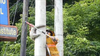 Pequeño perezoso rescatado del poste del teléfono en Costa Rica