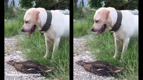 a duck and dog