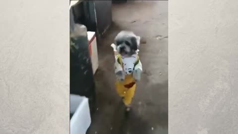 Watch This Dog Help With Grocery Shopping!