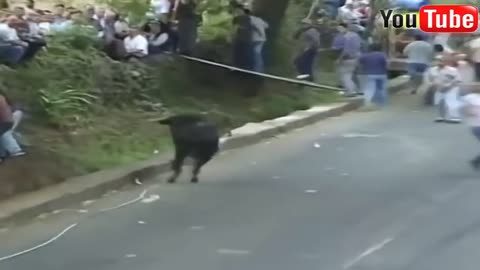 Funny videos -Funny crazy bull fails