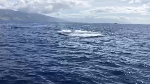Humpback whales battling