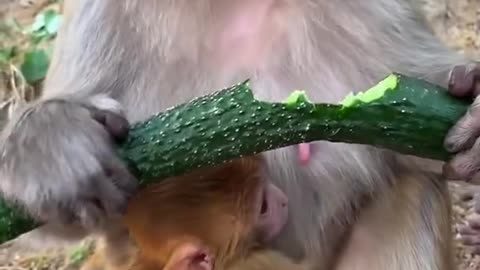 Cute Baby Monkey 2312 # 3