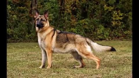 TOP 10 BIGGEST GUARD DOGS - STRONGEST DOGS IN THE WORLD