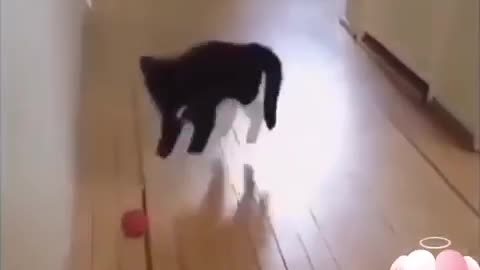 Cat fighting capoeira !