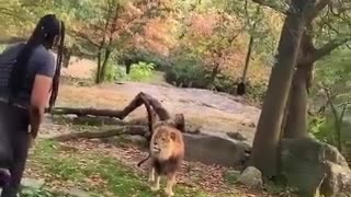 Mujer ingresa a jaula de leones en Zoo del Bronx