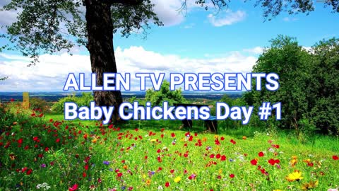ALLEN TV PRESENTS Baby Chickens Day #1