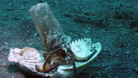 Diver convinces octopus to trade his plastic cup for a seashell