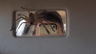 Sun Visor Spider Surprise