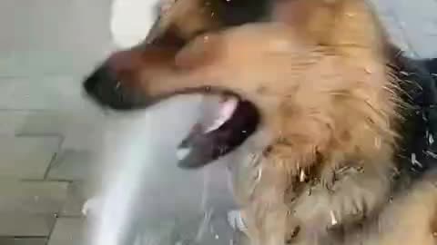 Dog playing with water jet *