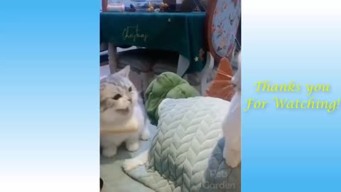 FUNNY CATS TOP VIDEOS REALY TOP FUN