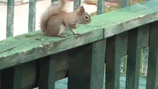 Baby Red Squirrel April 1,2021 Schererville,Indiana