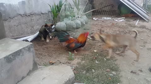 chicken and dogs