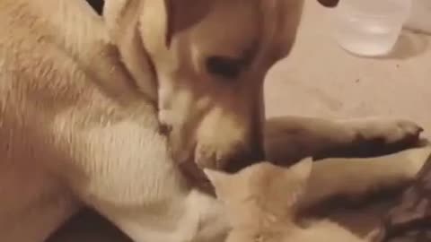 Yellow Lab meets little Kitten