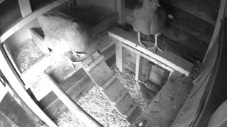 Chicken tries to perch on chicken coop cam