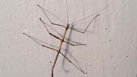 Walking stick