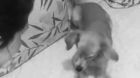 Funny Dog Plays The Memory Game With Owner For Treats