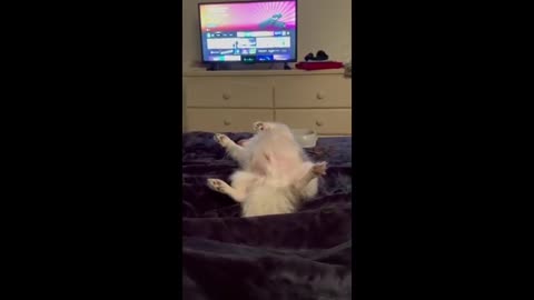 Cute little Chihuahua snoozes through owner talking until she mentions a Greenie...