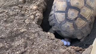 the turtle is laying eggs