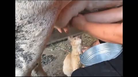 Cat Feeding Cow Milk Funny Pets
