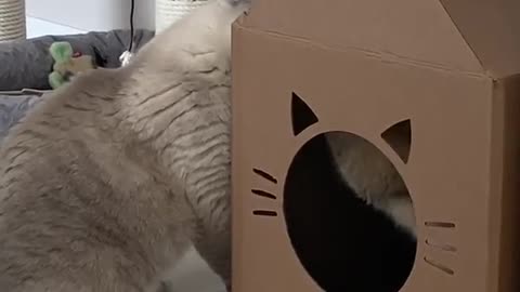 Lovely Cat play in their house