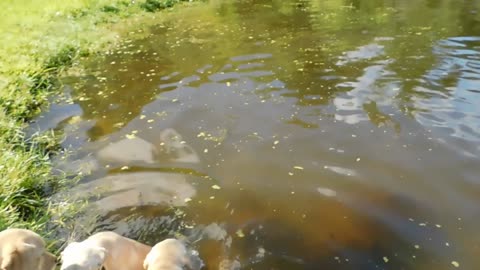 Labrador puppies adorably learn to swim