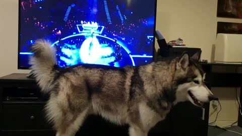 Music-loving Malamute sings along with TV program