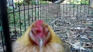 Chicken lays egg while video is on...