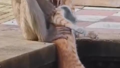 These monkeys are very touchy... WHAT ARE THEY DOING TO THIS CAT?!