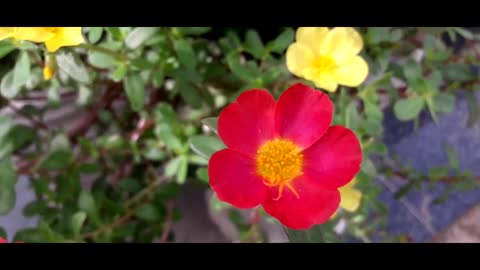Flowers Videos With Music For Video Editing - Beautiful Flowers - No Copyright - FreeCinematics