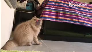 Cream cat playing with toy snd rolling over