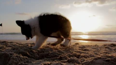 Perrito juguetón en la playa.