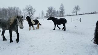 Excited horses - it's lunch time!