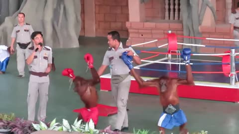 Orang utans boxing funny