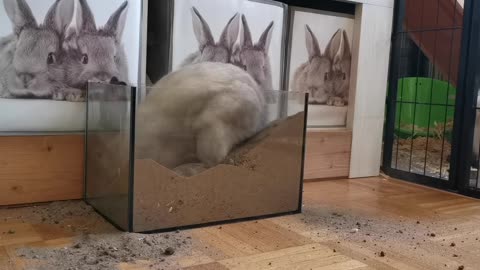 Cute bunny and his little sand box