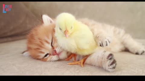 The love between a Cat and Hen Baby